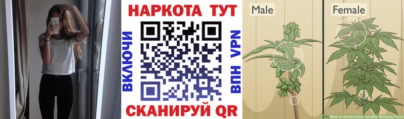 Где продают наркотики Судак Галлюциногенные грибы Гашиш Канабис СОЛЬ